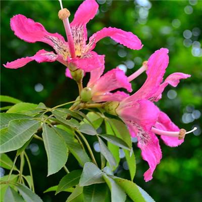 leyuapp下载官网下载